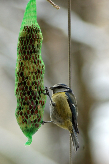 tierschau_2013_05