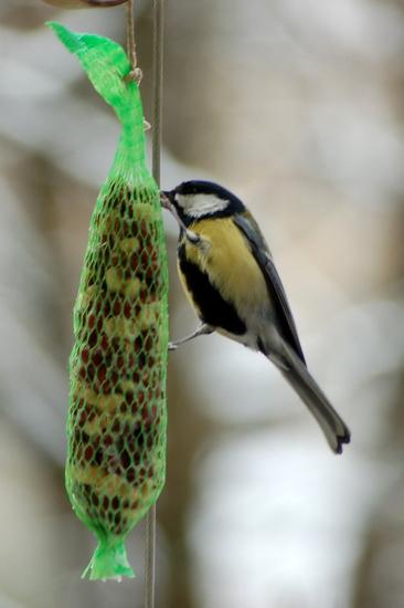 tierschau_2013_06