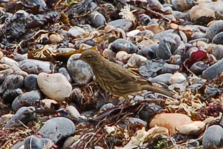 uk_birds_2009_1