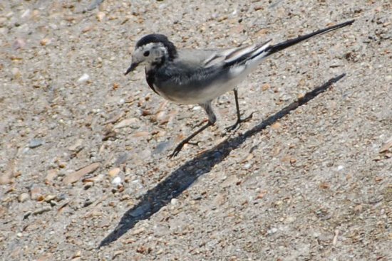 uk_birds_2009_2