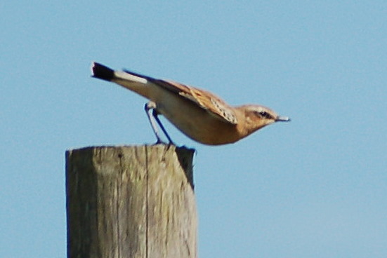 uk_birds_2009_4