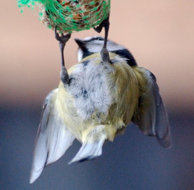 Vogelfotos aus den letzten Tagen