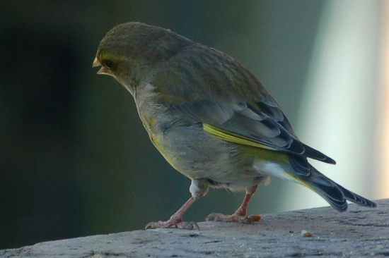 Seltenerer Vogelbesuch
