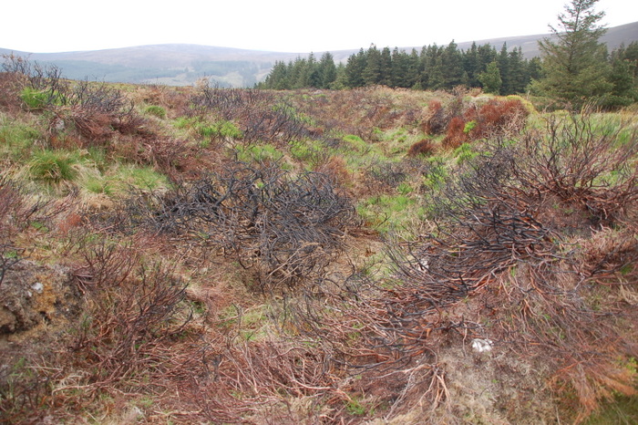 Landschaft mit verbranntem Stechginster