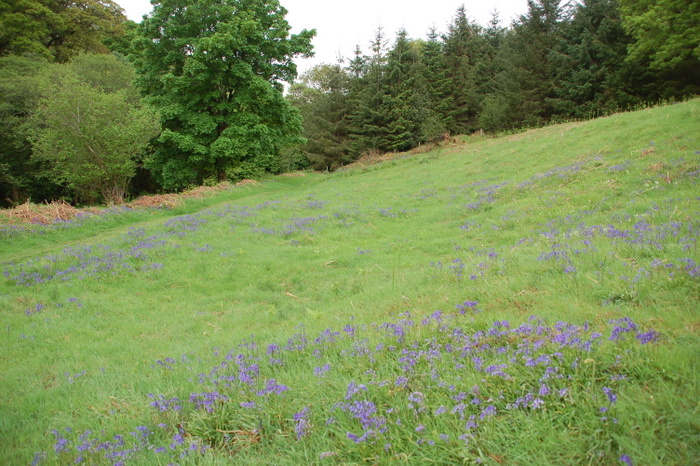 Landschaft mit atlantischem Hasenglöckchen