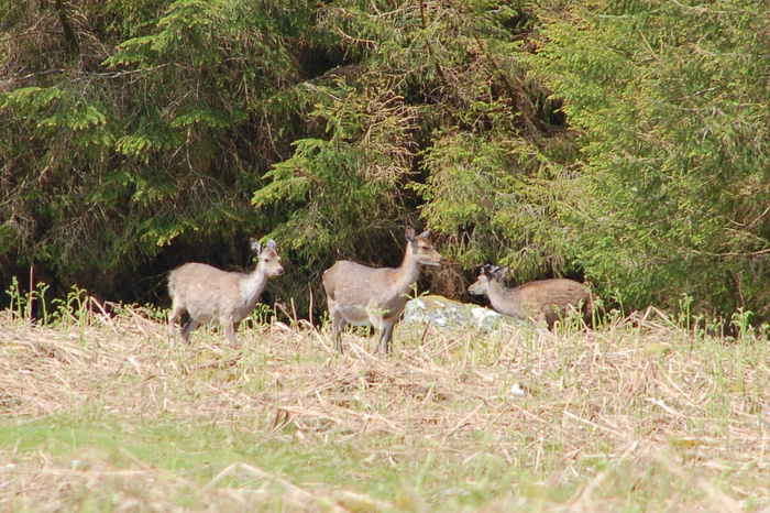 Rehe