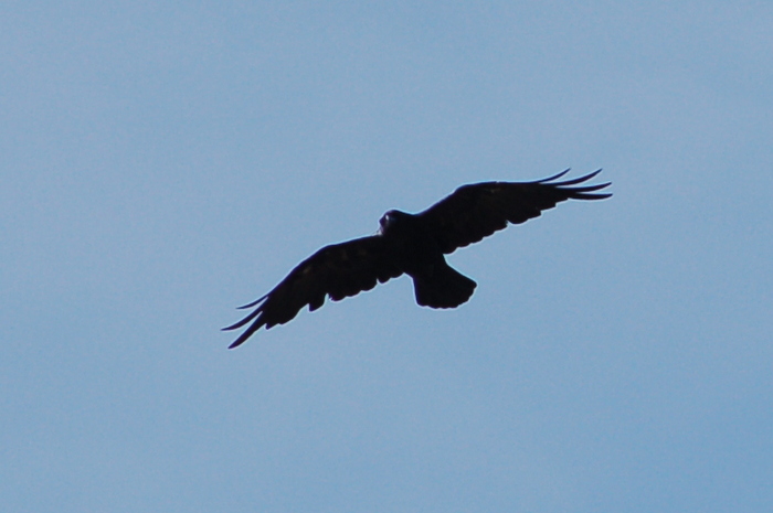 Rabe, Silhouette