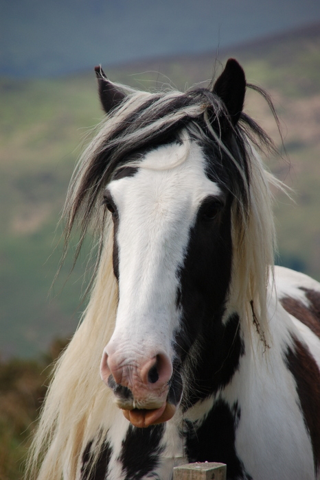 Pferd