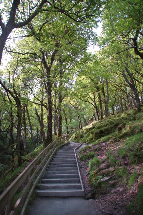 Weg im Wald