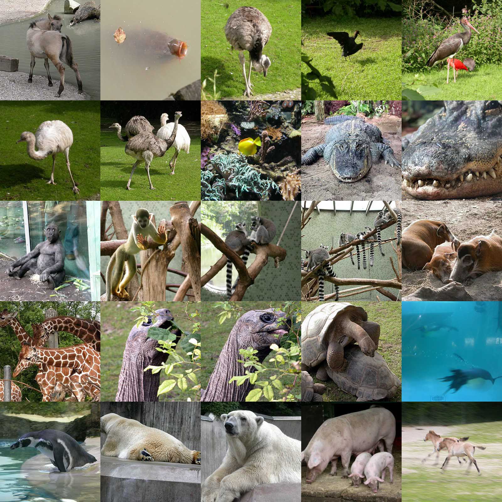 Zoo