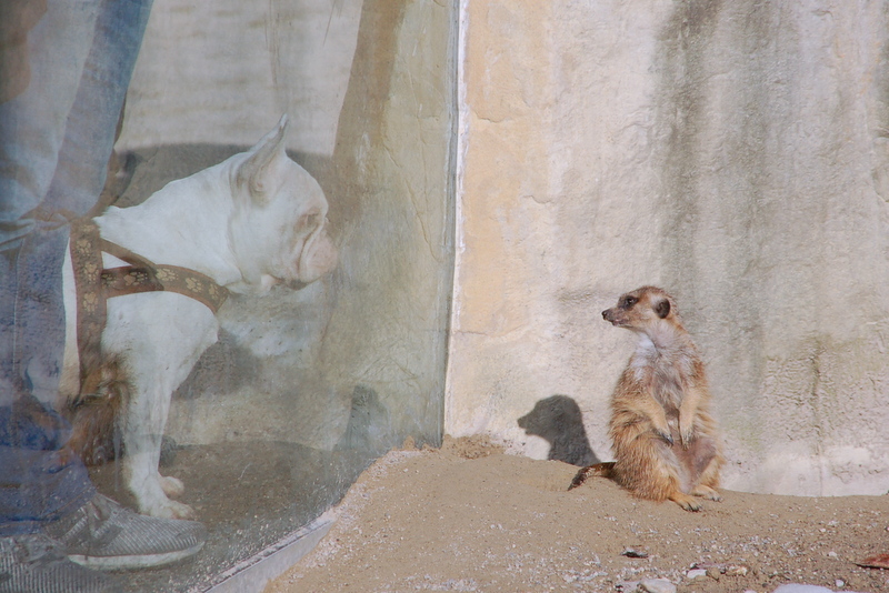zoo2015_02