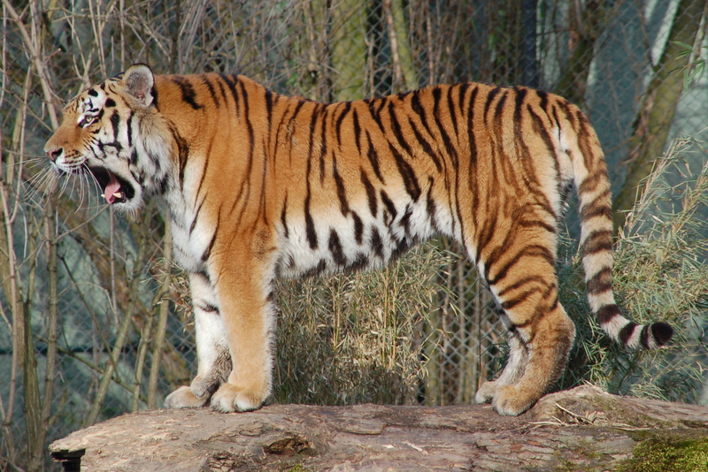 zoo2015_07