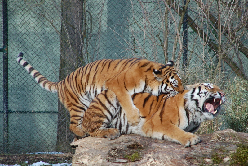 zoo2015_09