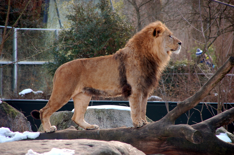 zoo2015_12