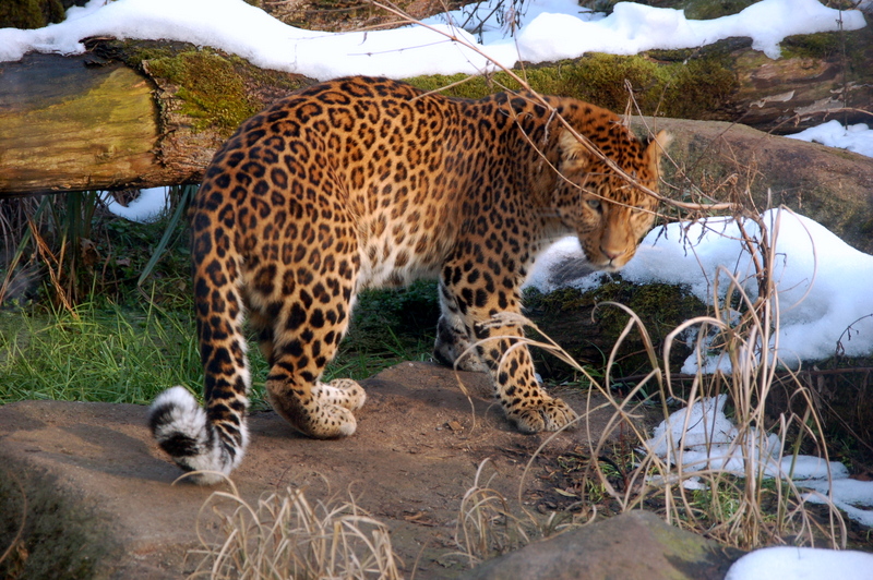 zoo2015_13