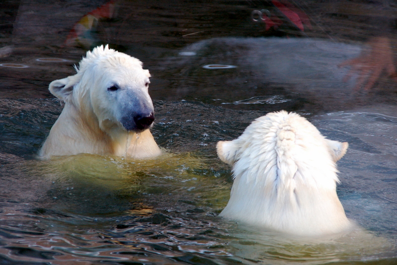 zoo2015_15