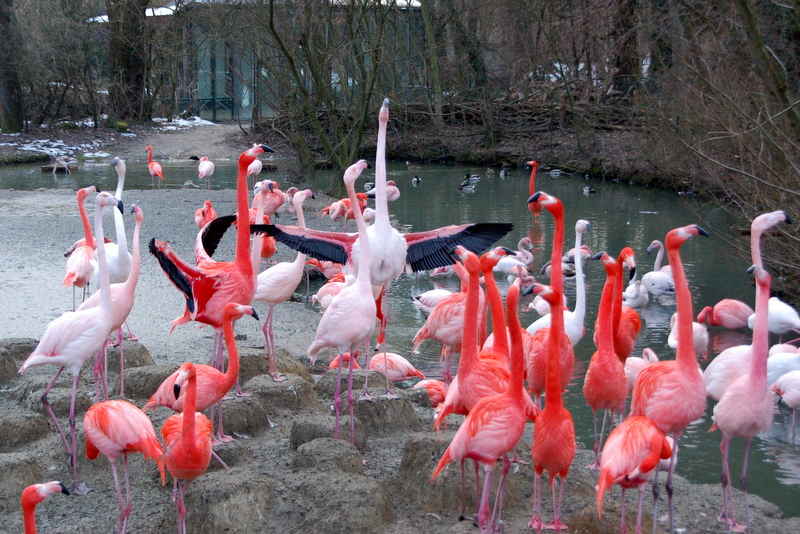 zoo2015_17