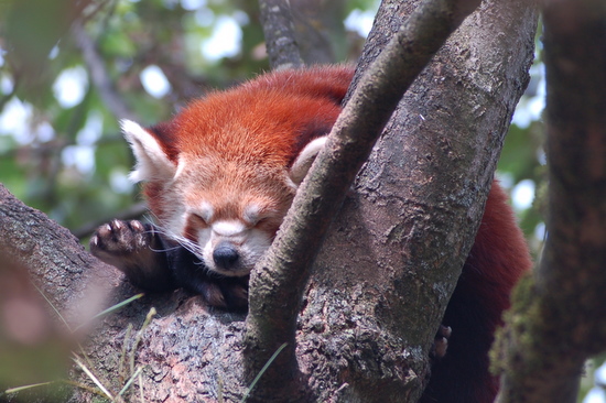 Zoo 2011