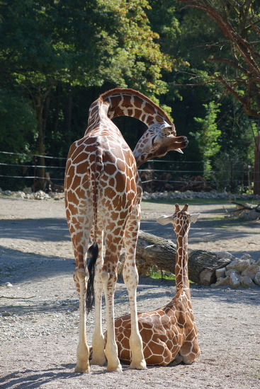 zoo_2013_09_10