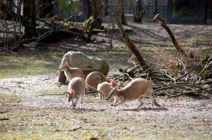 Flinkwallabys
