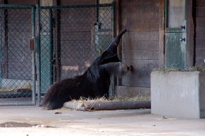 Ameisenbär