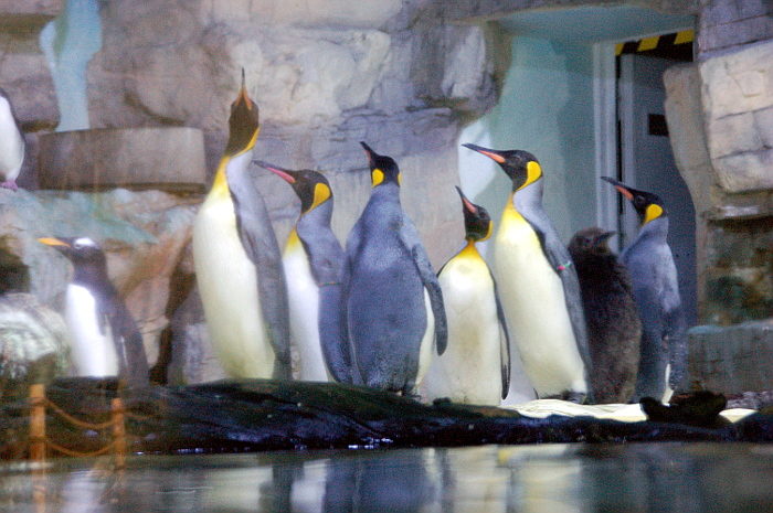 Königspinguine mit Jungtier