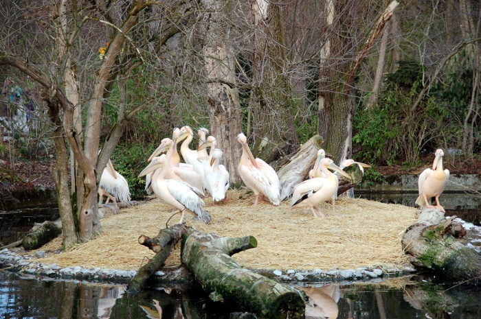 Pelikane