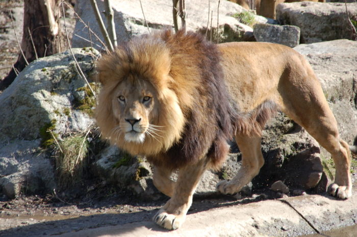 Löwe