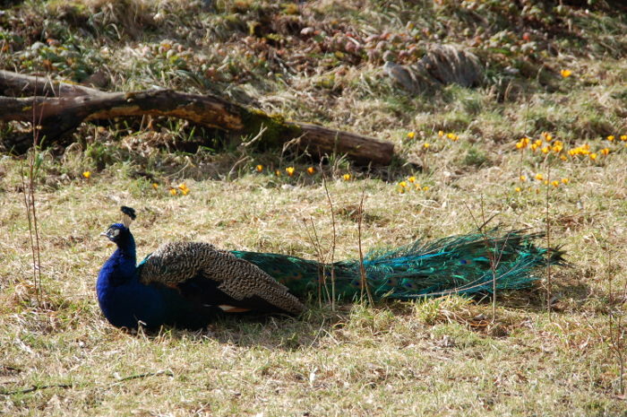 Pfau, liegend