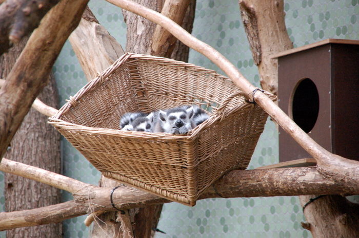 Kattas in Korb